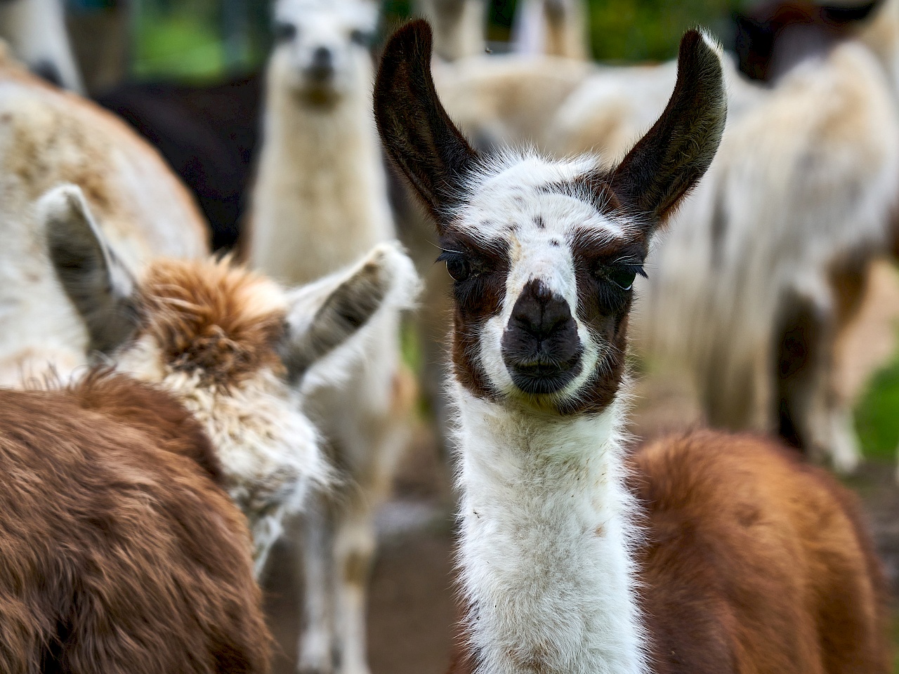 Junges Lama im Nürnberger Land - Reckenberg Lamas