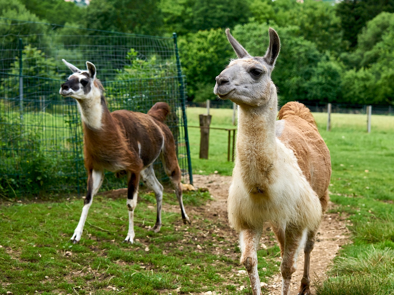 Lamatrekking im Nürnberger Land mit Reckenberg Lamas