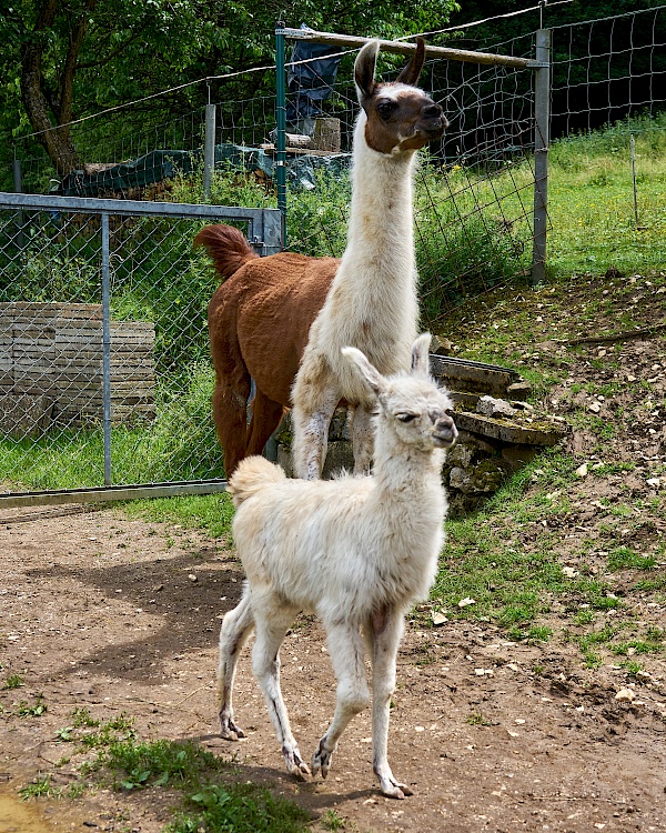 Lamas von Reckenberg Lamas im Nürnberger Land