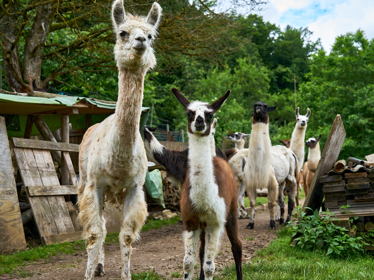 Lamas von Reckenberg Lamas im Nürnberger Land