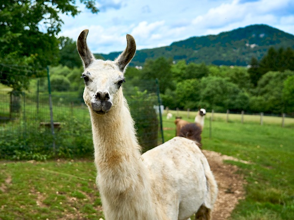 Lama von Reckenberg Lamas im Nürnberger Land