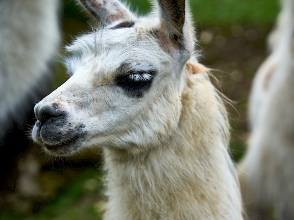 Lama von Reckenberg Lamas im Nürnberger Land