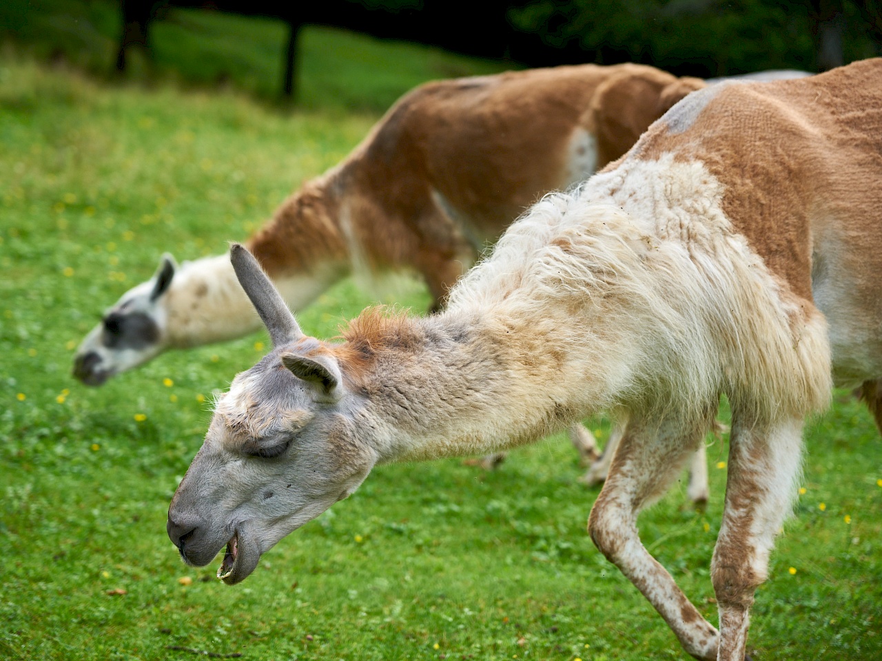 Lamas von Reckenberg Lamas im Nürnberger Land