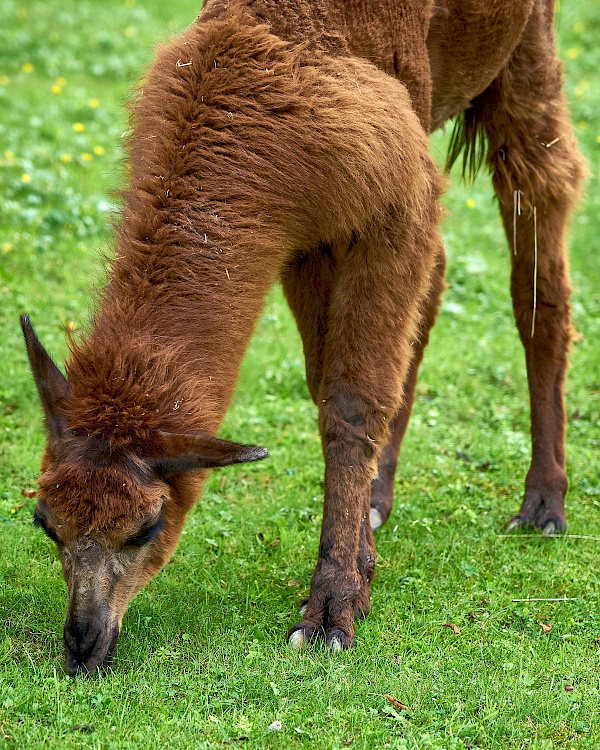 Lama von Reckenberg Lamas im Nürnberger Land