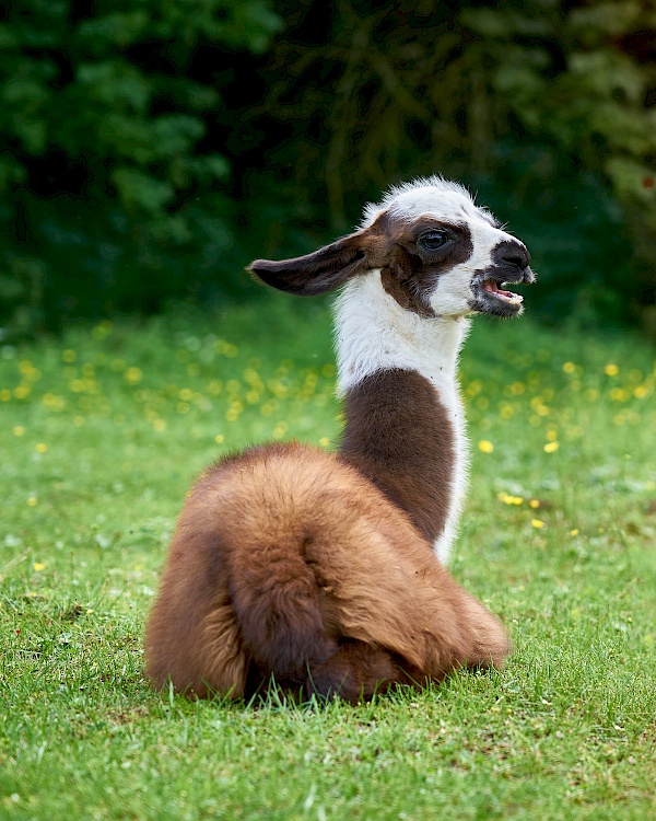 Lama von Reckenberg Lamas im Nürnberger Land