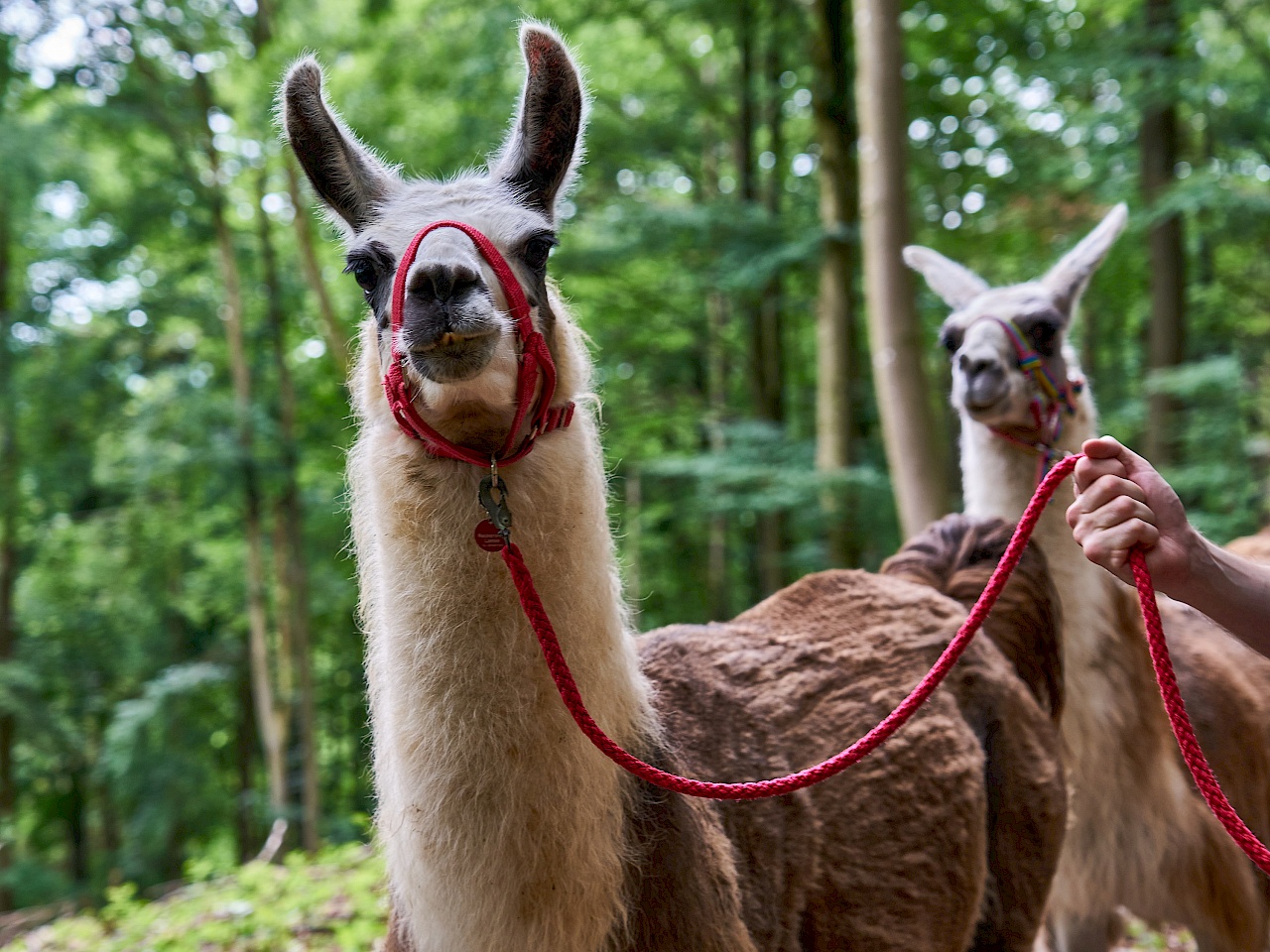 Lama von Reckenberg Lamas im Nürnberger Land