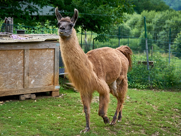 Lama von Reckenberg Lamas im Nürnberger Land