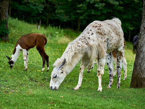 Lama von Reckenberg Lamas im Nürnberger Land