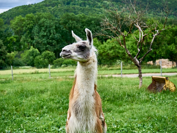 Cora von Reckenberg Lamas im Nürnberger Land