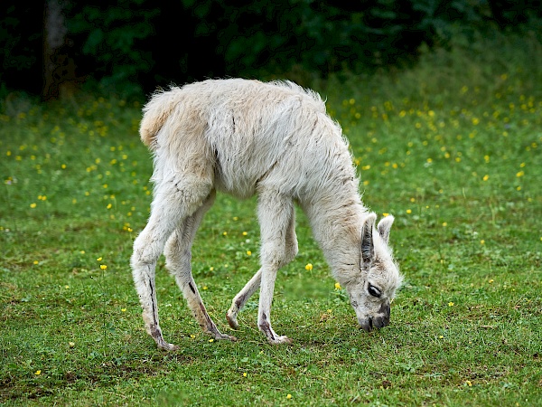 Junges Lama von Reckenberg Lamas im Nürnberger Land