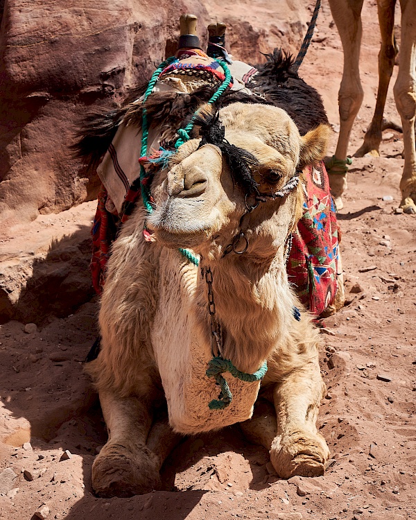 Kamel in Petra (Jordanien)