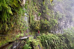 p5110242-levada_do_rei-madeirara-little-discoveries_net.jpg