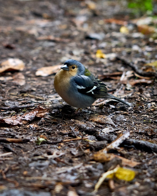 Madeira-Buchfinken auf der Levada do Rei