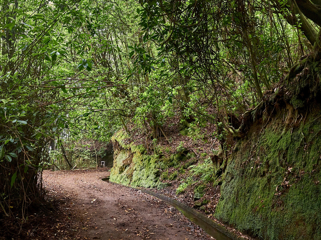 grün, grün, grüner - Wanderung auf der Levada do Rei (Madeira)