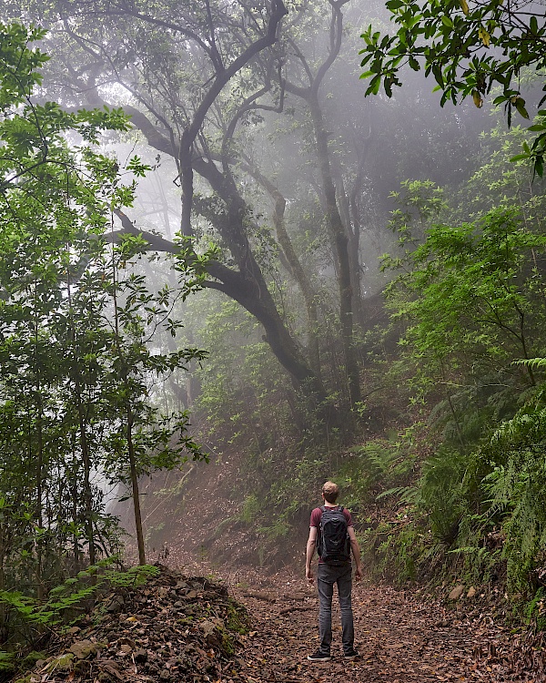 Mystische Stimmung auf der Wanderung Levada do Rei (Madeira)