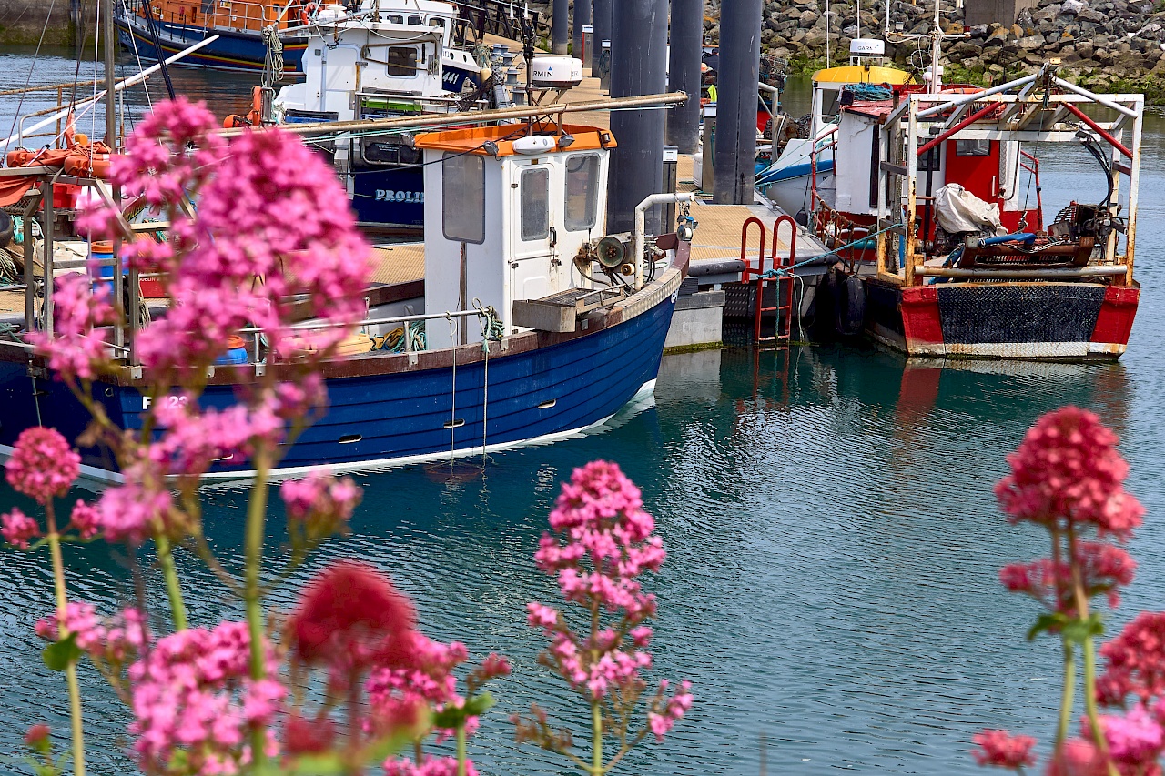 Am Hafen in Howth