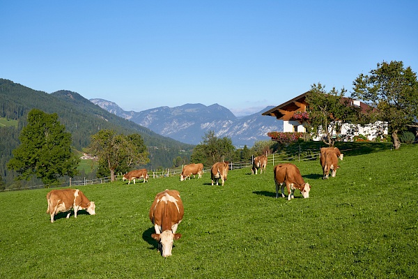 Wanderung vom Tal auf die Hohe Salve