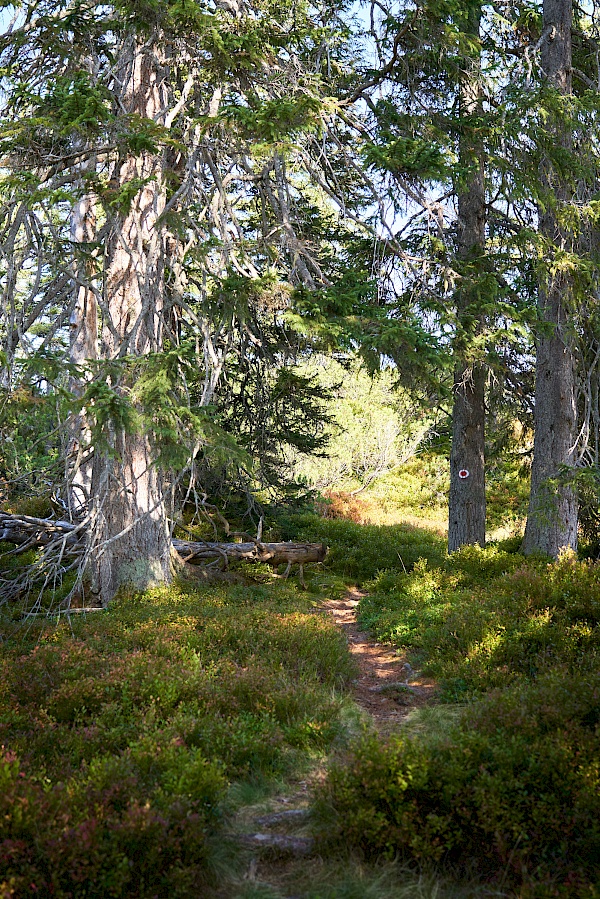 Wanderung vom Langen Grund auf das Feldalphorn