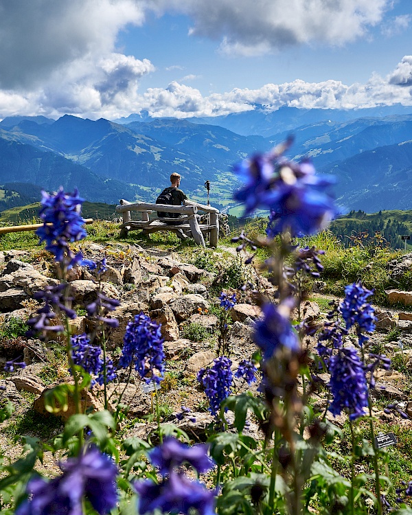 Alpenblumengarten auf dem KAT Walk Etappe 5 - Kitzbühel nach St. Johann in Tirol