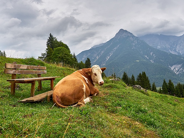 KAT Walk Etappe 6 - St. Johann in Tirol nach St. Ulrich am Pillersee