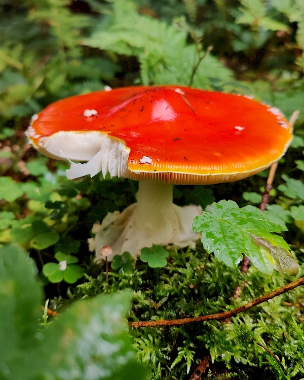 Natur beim Wandern im Brixental genießen