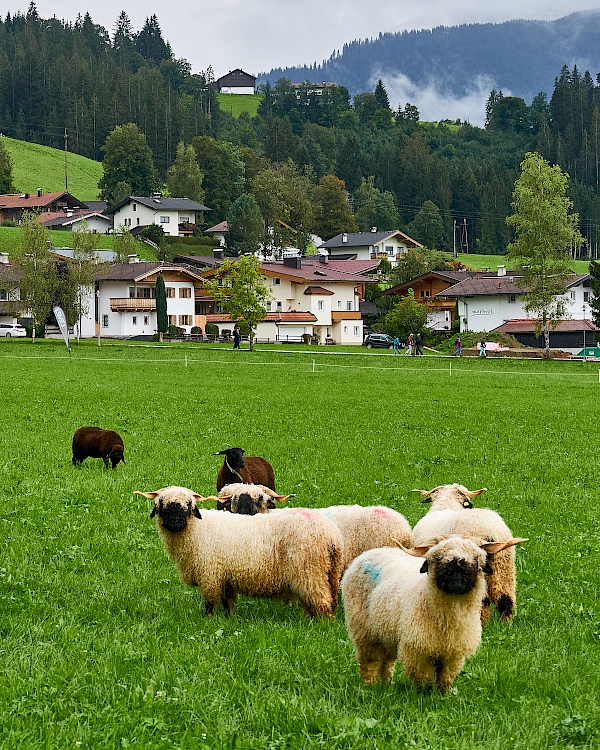 Walliser Schwarznasenschafe im Brixental