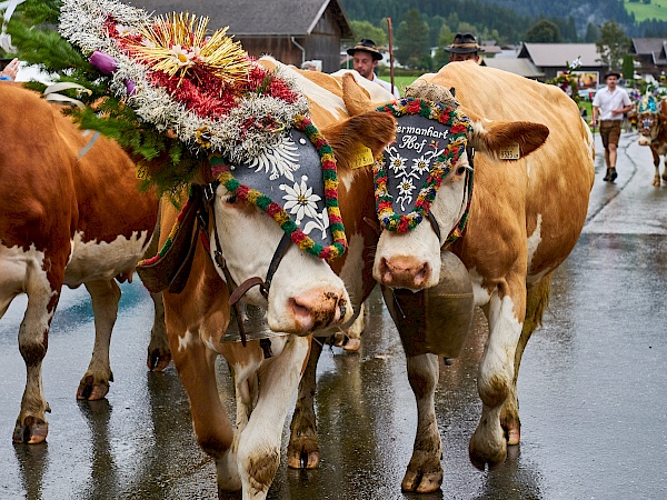 Almabtrieb in Westendorf (Brixental)