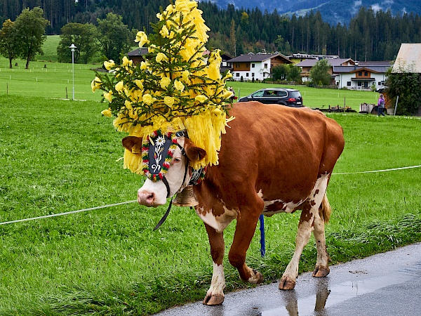 Almabtrieb in Westendorf (Brixental)