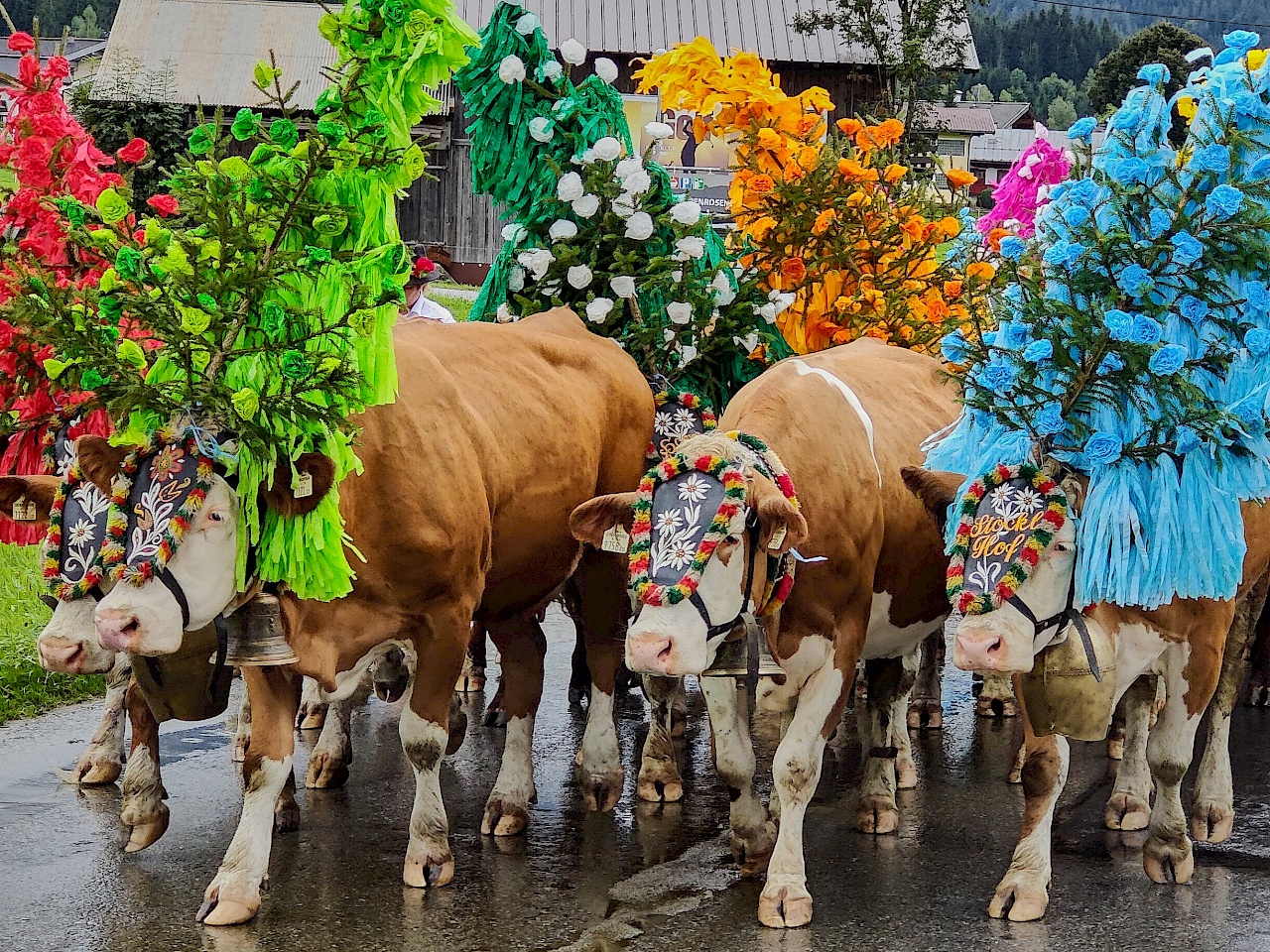 Almabtrieb in Westendorf (Brixental)