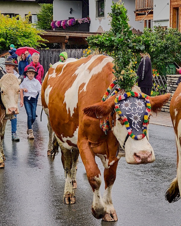 Almabtrieb in Westendorf (Brixental)