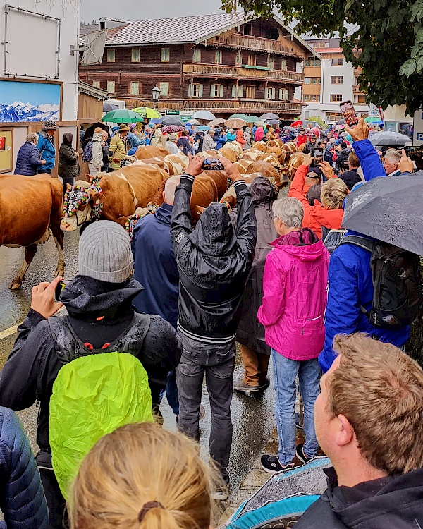 Almabtrieb in Westendorf (Brixental)