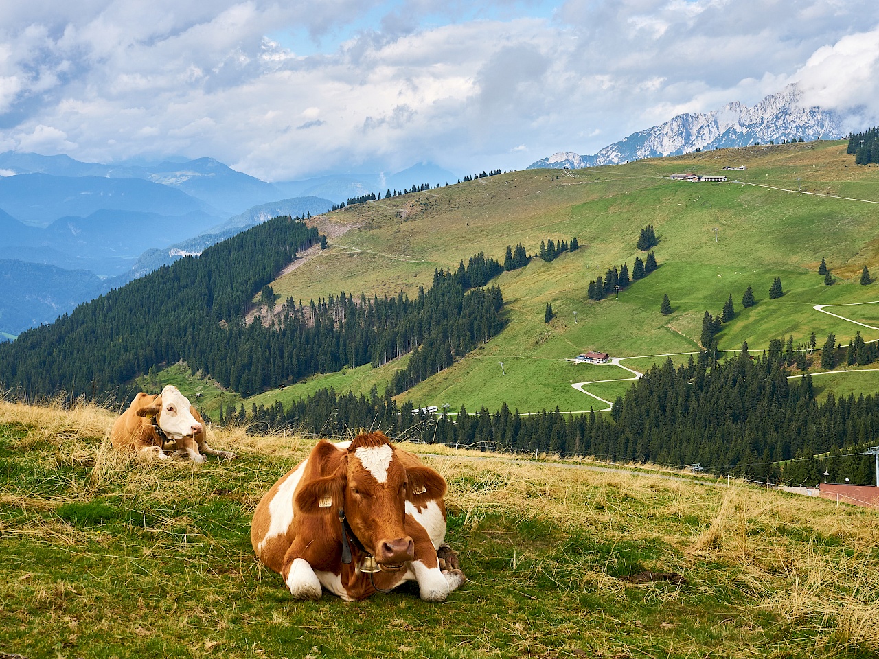 Entspannte Kühe im Brixental