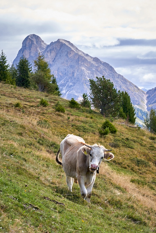 Wandern von der Plose Bergstation aus - Dolomitenpanoramaweg