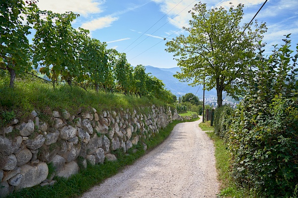 Wanderung in den Weinbergen von Brixen