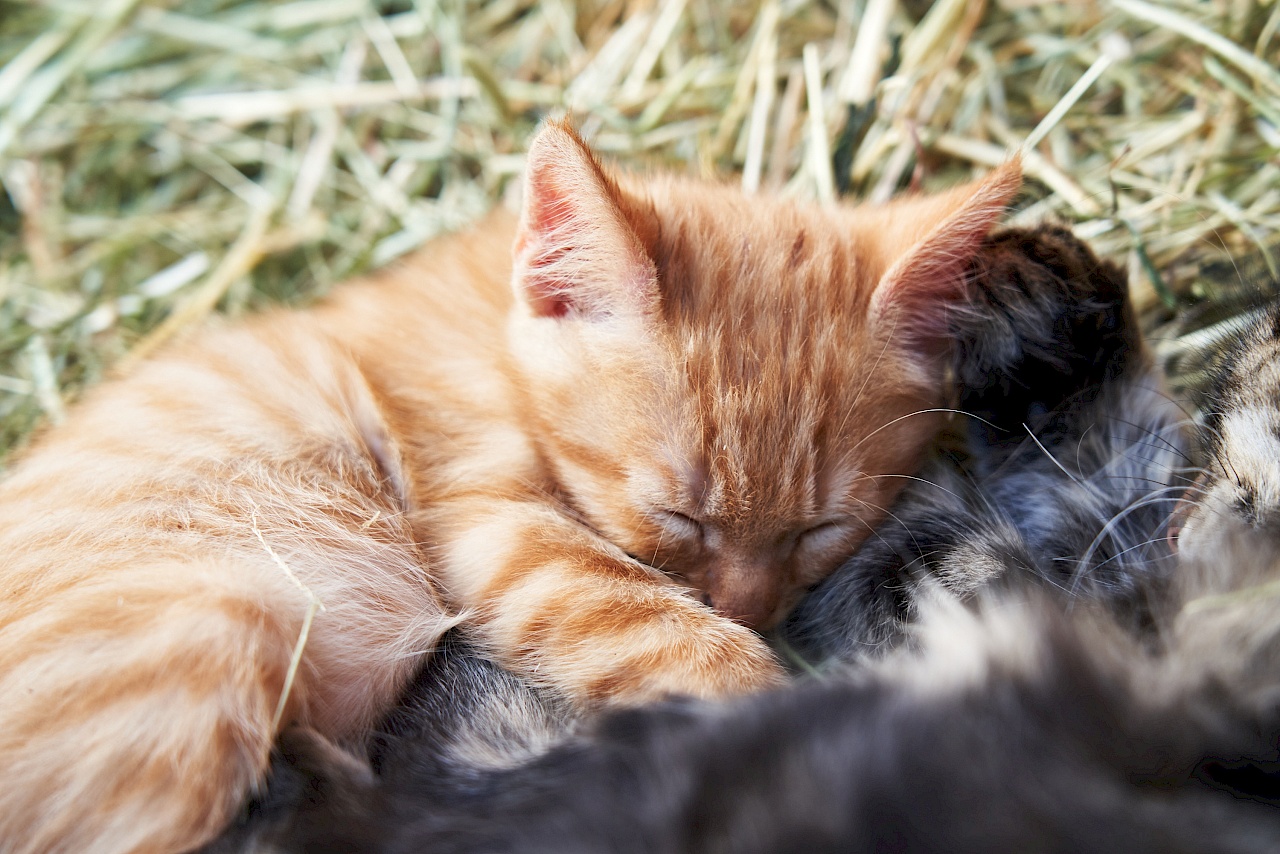 viele, viele Katzen auf dem Schnagererhof