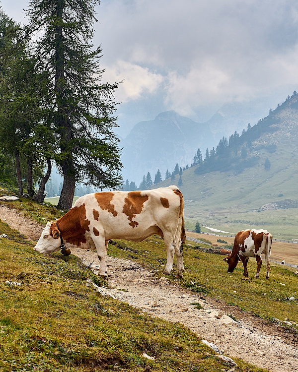 Vorbei an grasenden Kühen wandern