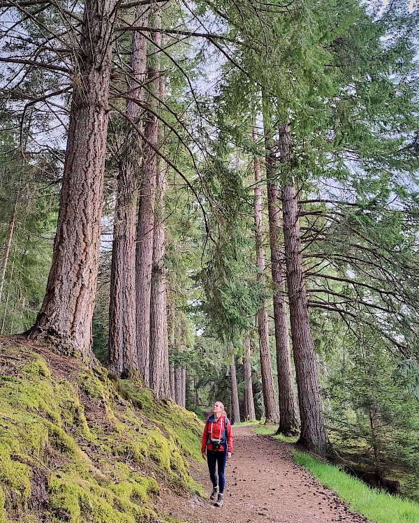 Wanderung in wunderschönen Waldgebieten im Glen Affric Nature Reserve (Schottland)