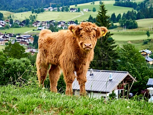 Kalb beim Hotel Grosslehen im PillerseeTal