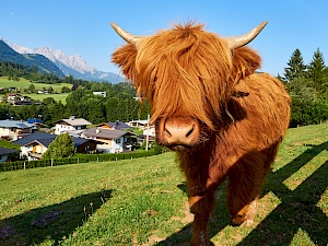 Hochlandrind beim Hotel Grosslehen im PillerseeTal