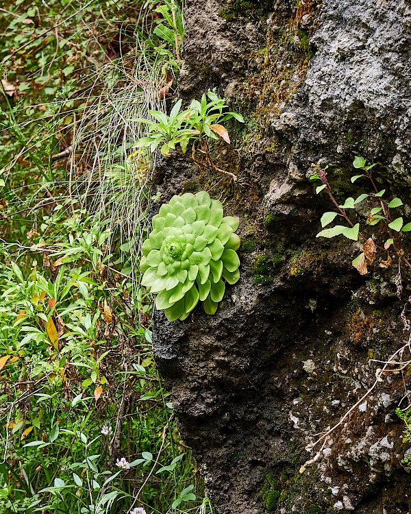 Natur auf der Levada do Moinho und Levada Nova auf Madeira