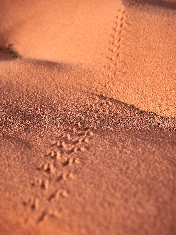 Spuren in der Wüste in Jordanien