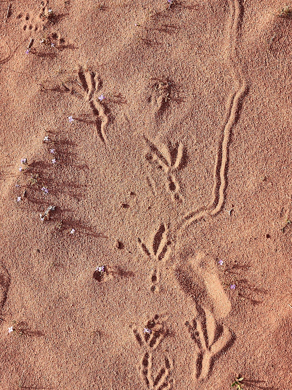 Spuren in der Wüste in Jordanien