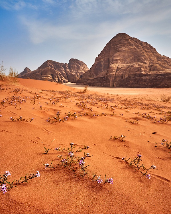 Düne im Wadi Rum in Jordanien