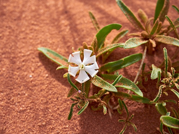 Blume in der Wüste im Wadi Rum in Jordanien