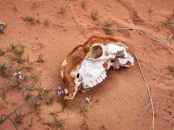Schädel in der Wüste in Jordanien