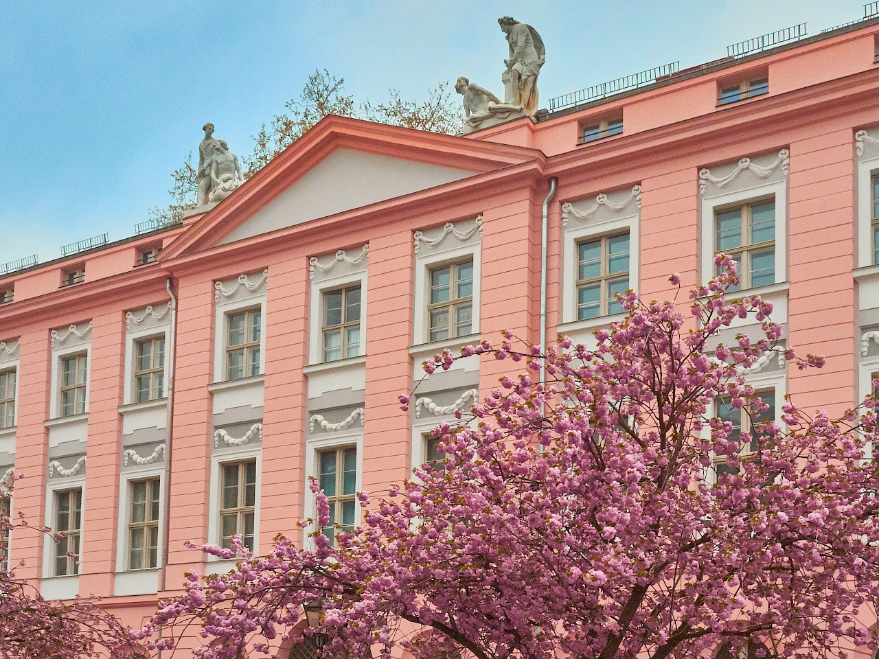 Kirschblüte in Potsdam