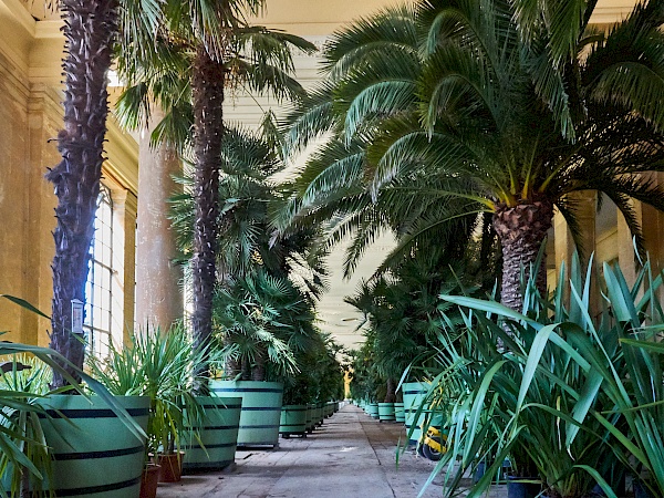 Pflanzenhalle im Orangerieschloss im Park Sanssouci in Potsdam