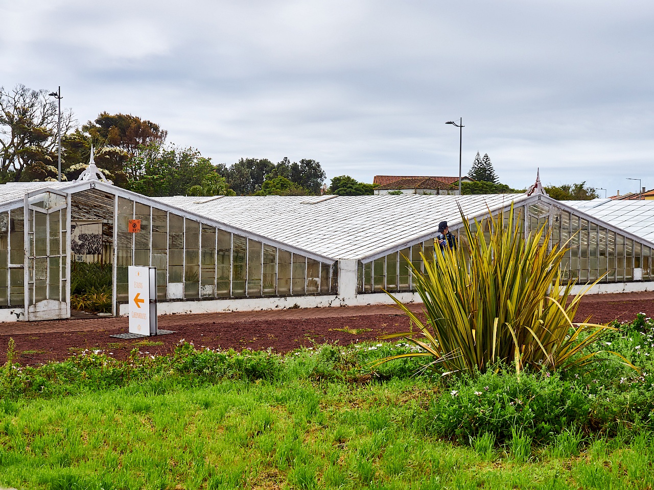 Ananasplantage auf São Miguel (Azoren)