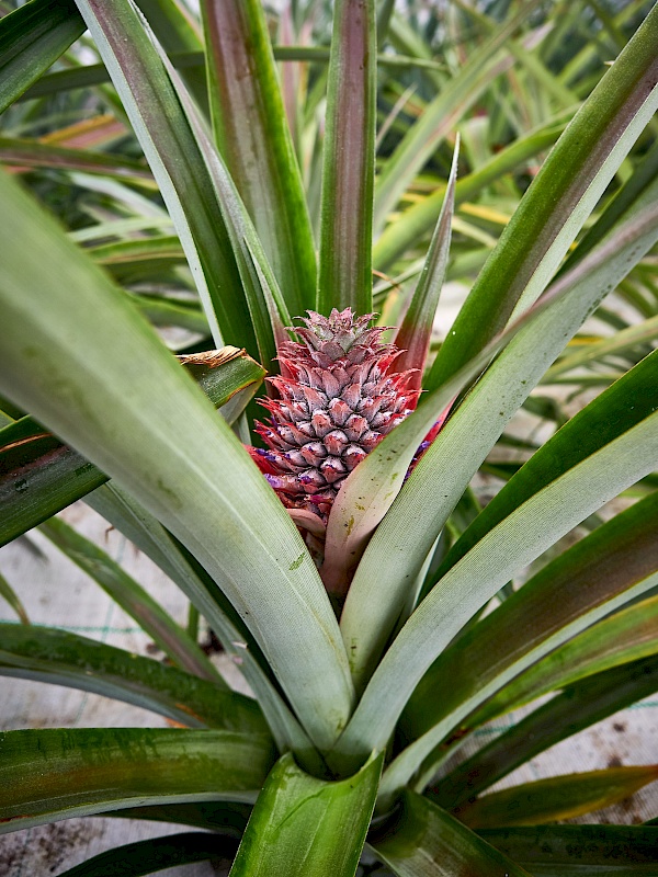 Ananasplantage auf São Miguel (Azoren)
