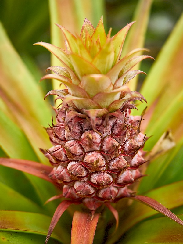 Ananasplantage auf São Miguel (Azoren)